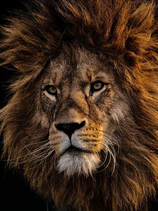 Babel Banca ING. Retrato de un león.